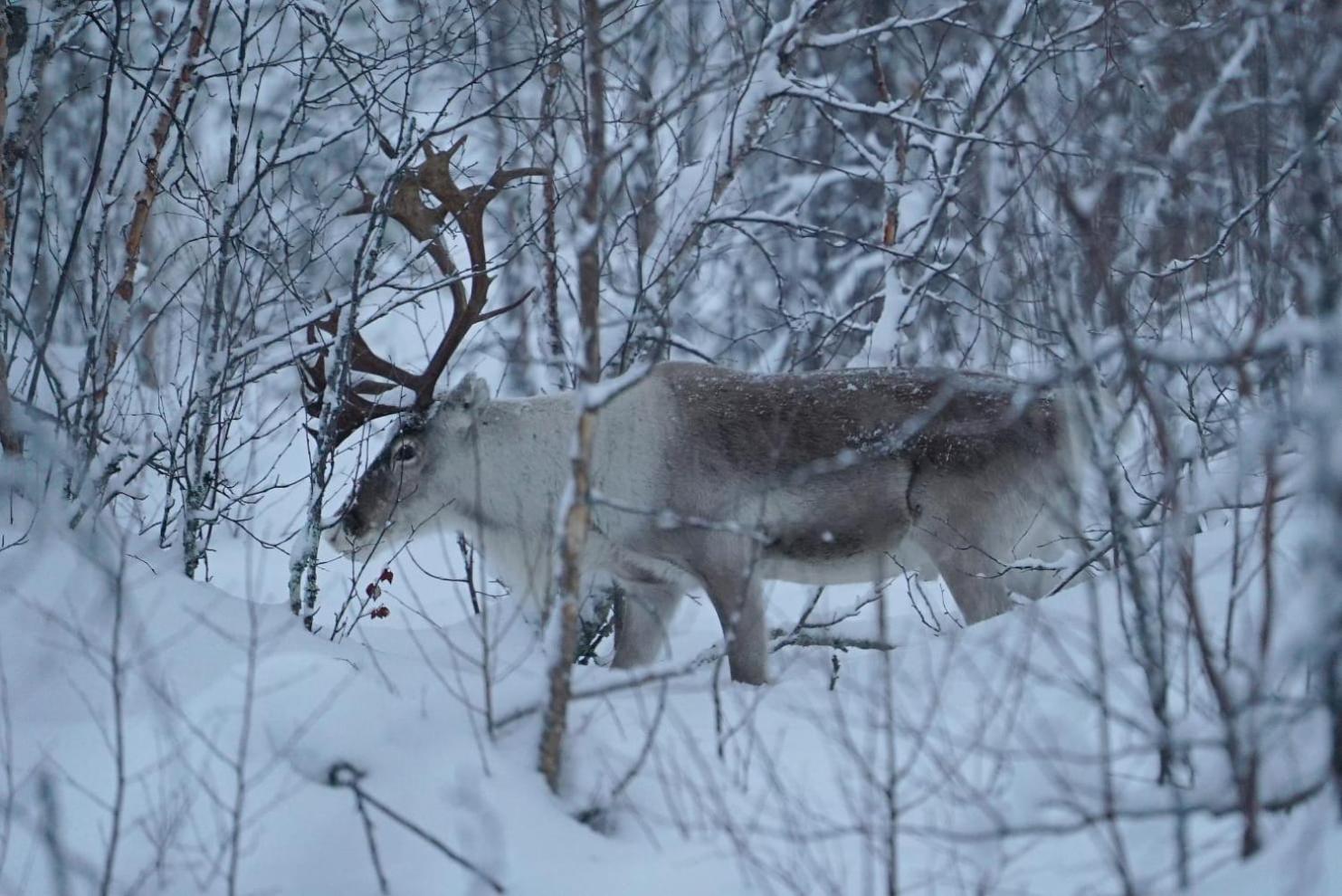 Viihtyisae Moekki Riekkojen Mailla Hetassa Villa Enontekio Bagian luar foto